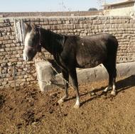 اسب نریون عرب کرد