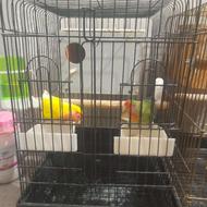 طوطی برزیلی مولدباقفس جفتی