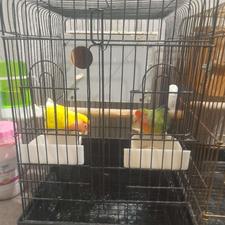 طوطی برزیلی مولدباقفس جفتی