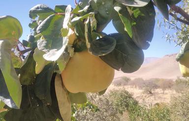 باغ مثمر انواع درختان میوه