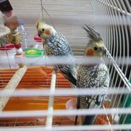 طوطی عروس هلندی