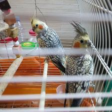 طوطی عروس هلندی