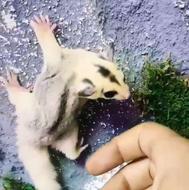 خزنده ،شوگرگلاییدر ،خزندگان خاص ،خانگی حیوانات خاص