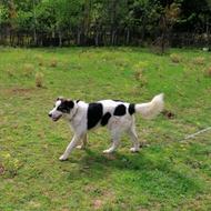 سگ نر تالشی عالی برای نگهبانی واگذار