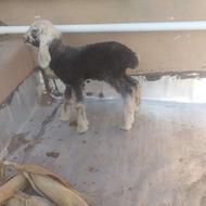 دو راس بره نر شیری کوچیک و یک بزغاله