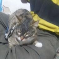 واگذاری گربه