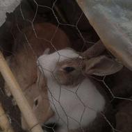 خرگوش نر و ماده