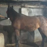 اسب نریان باری و سواری