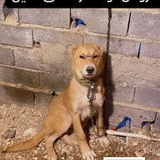 واگذاری توله 3ماهه خراسانی