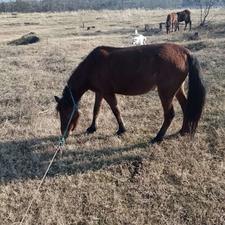 اسب و مادیان