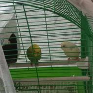 دو تا مرغ عشق نر وماده سر حال با قفس کامل