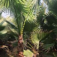 فروش برگ و درخت پالم