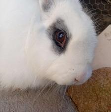 خرگوش مینیاتوری