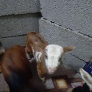 بز غاله شیر خوار