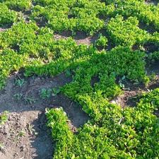 فروش کاهو محلی