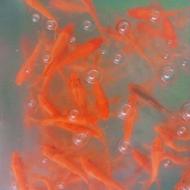 ماهی قرمز شب عید_طعمه