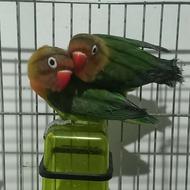 طوطی برزیلی سخنگو