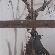 کبک کالیفرنیایی نرو ماده