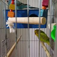 یک جفت مرغ عشق با قفس