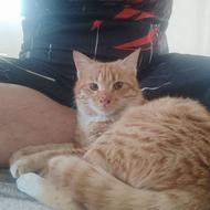 گربه نر5ماهه واگذاری