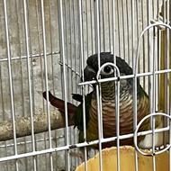 گرینچیک های جوان