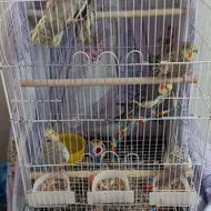 پرنده عروس هلندی تکی و 6 تایی