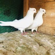 کبوتر سفید پرشی و پلاکی