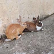 خرگوش ناز و تپل