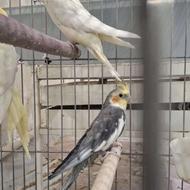 عروس هلندی 5 ماهه