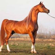خریدار اسب سن بالا هستم