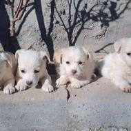 واگذاری سگ پاکوتاه اشپیز