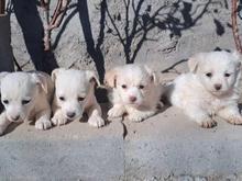 واگذاری سگ پاکوتاه اشپیز در شیپور