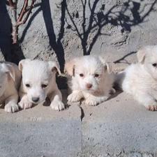 واگذاری سگ پاکوتاه اشپیز