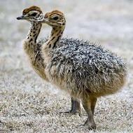 جوجه شتر مرغ 30 روزه