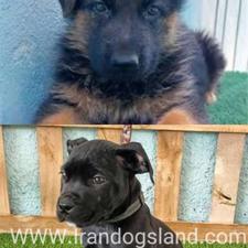 اگر توله واگذاری ژرمن یا پیت پول دارید من می‌خوام