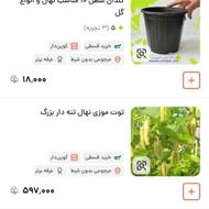 انواع نهال درخت و گل و گیاه فضای باز