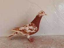 ماده میولمنز در شیپور