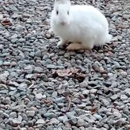 خرگوش لپی سالم وسرحال