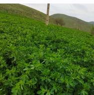 فروش یونجه خرمنکوب تازه ودرجه یک اماده داخل گونی