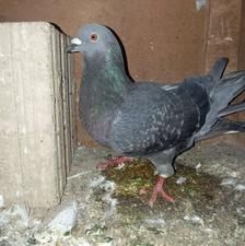 کبوتر دورگ و تکپر