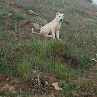 خواهان سگ گله جوون و درشت هیکل