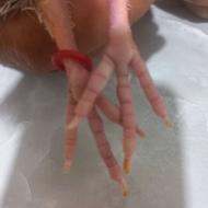 پنج عدد کبوتر غریب گیری