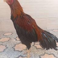 خروس لاری اس