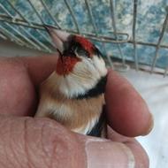 سهره نر چند ماه قفس