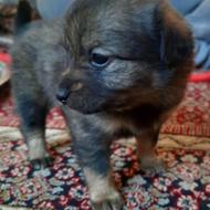 سگ پامرین زیبا واگذاری