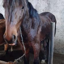 کره اسب بهار4