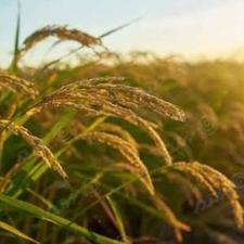 برنج طارم درجه یک عرضه از کشاورز