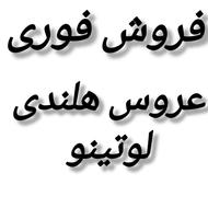 عروس هلندی لوتینو جفت