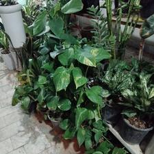 فروش گل پتوس