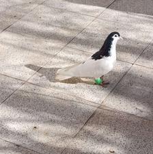 جوانه خال سیاه نر